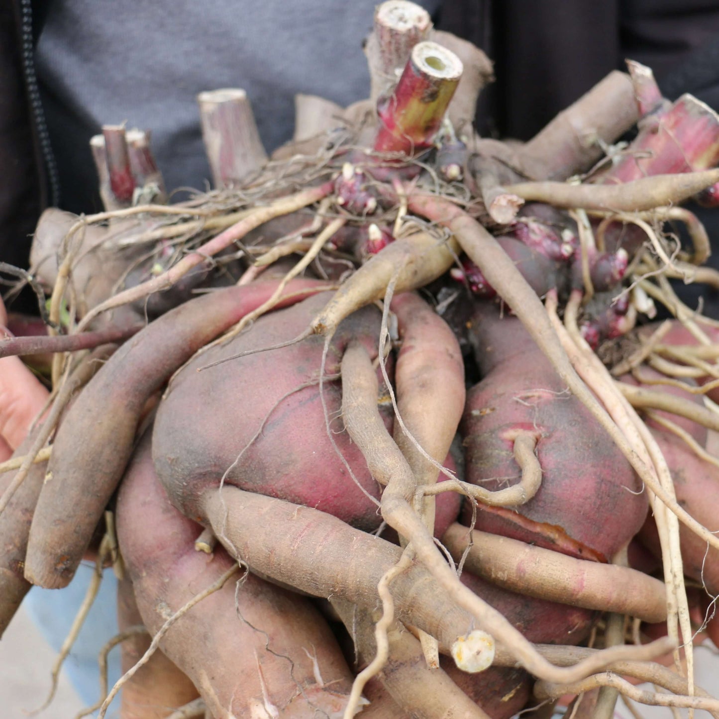 Red Yacon Seeds 