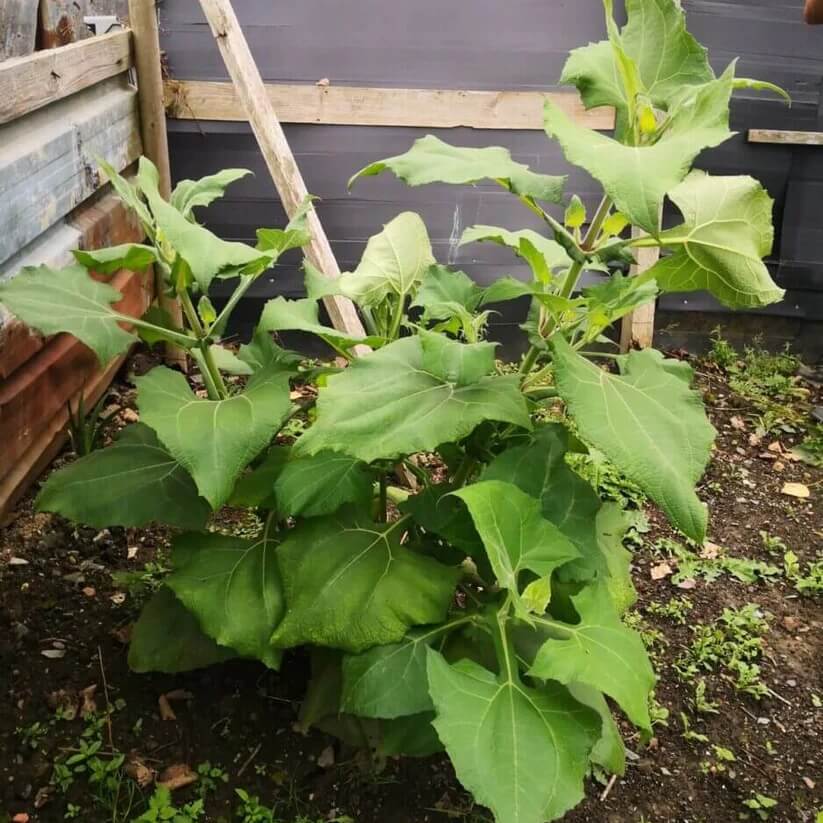 Red Yacon Seeds 