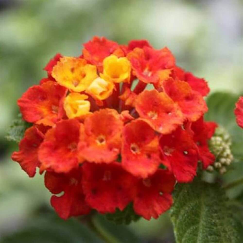 Red Yellow Lantana Seeds