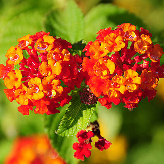 Red Yellow Lantana Seeds