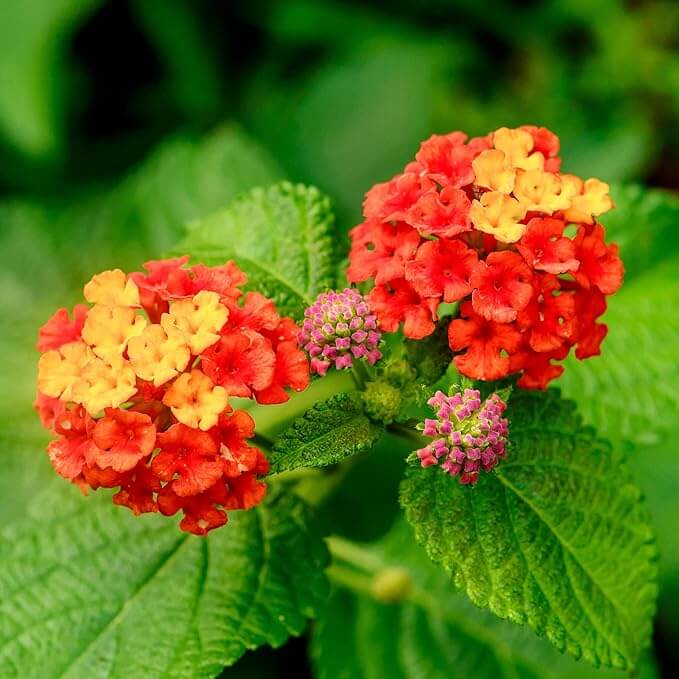 Red Yellow Lantana Seeds