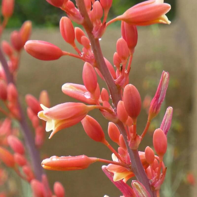 Red Yucca Seeds - Flower Plant