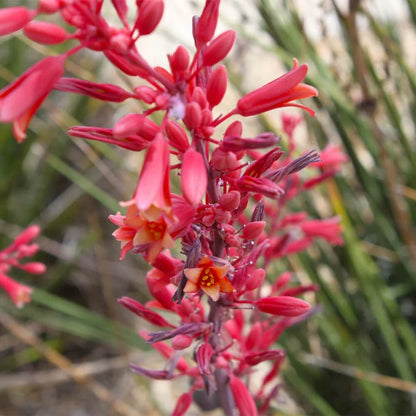 Red Yucca Seeds - Flower Plant