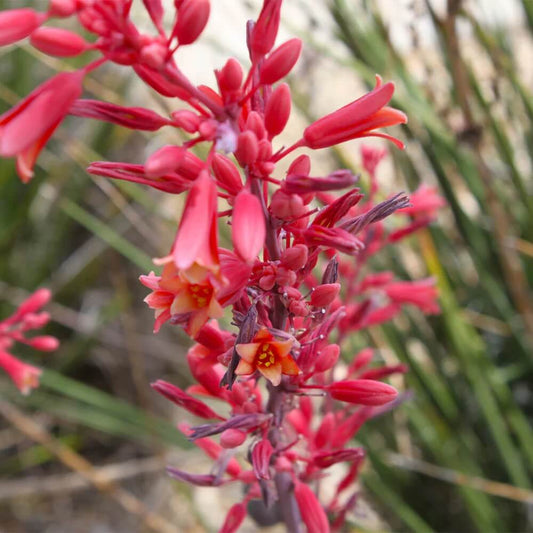 Red Yucca Seeds - Flower Plant