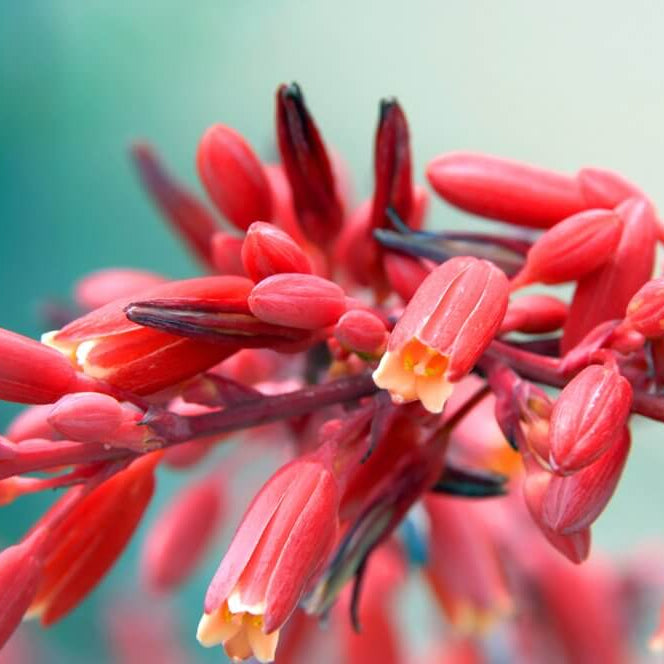 Red Yucca Seeds - Flower Plant