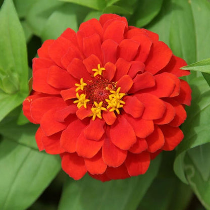 Red Zinnia Seeds - Flower Plant