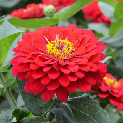 Red Zinnia Seeds - Flower Plant