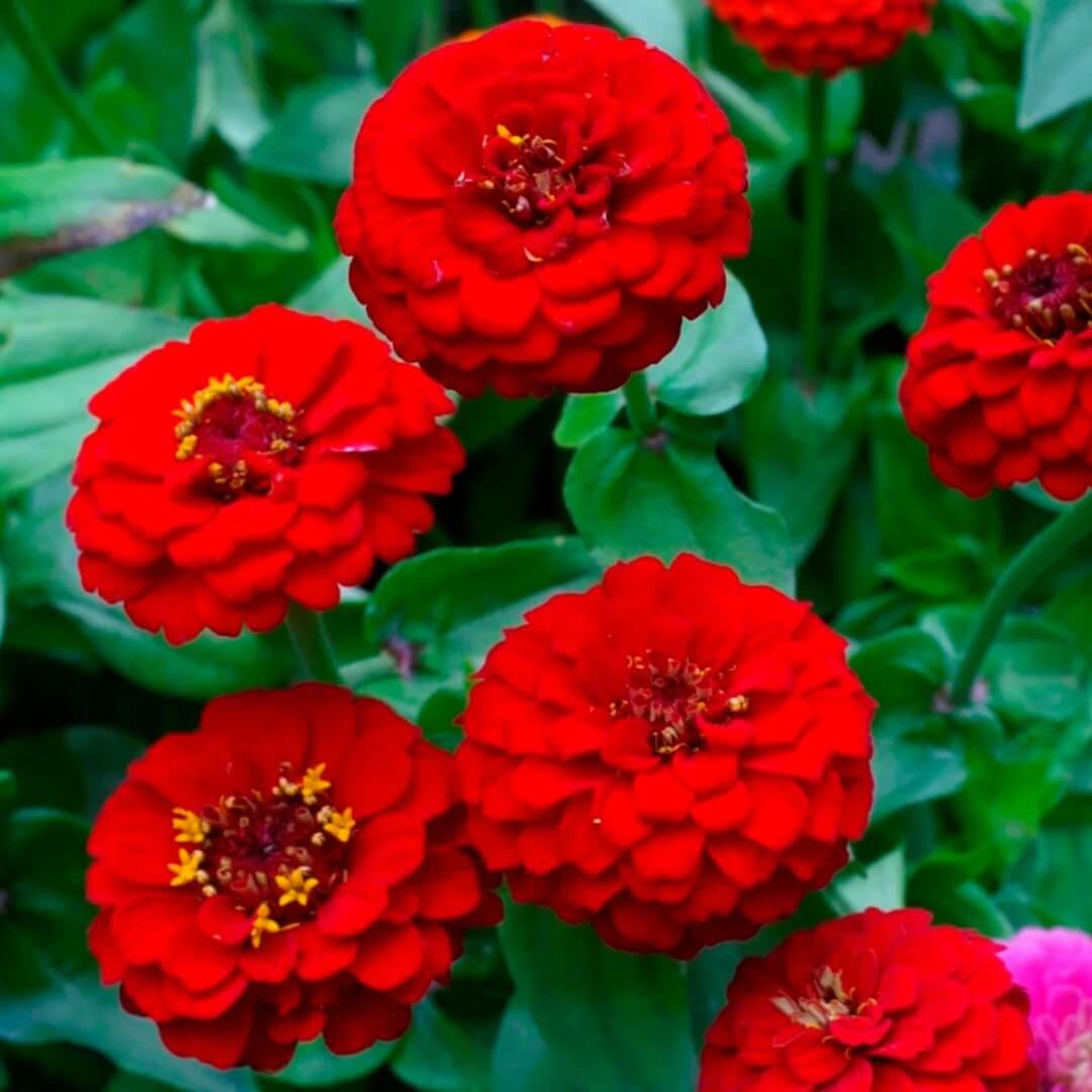 Red Zinnia Seeds - Flower Plant