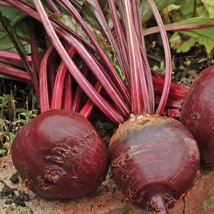 Red ace beet seeds - Vegetable Plant