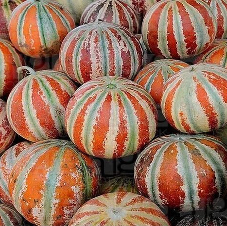 Red and Green Hami Melon Seeds