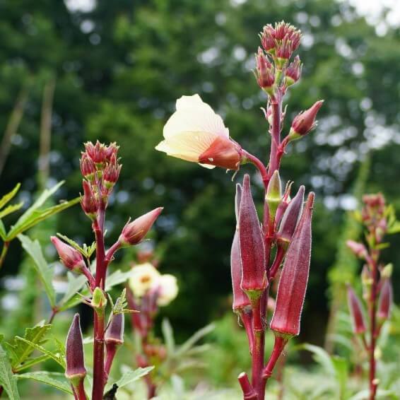 Red burgundy okra seeds - Vegetable Plant