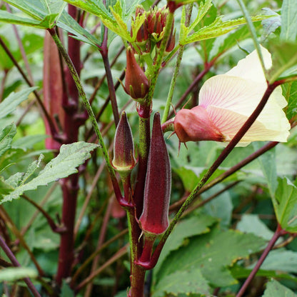 Red burgundy okra seeds - Vegetable Plant