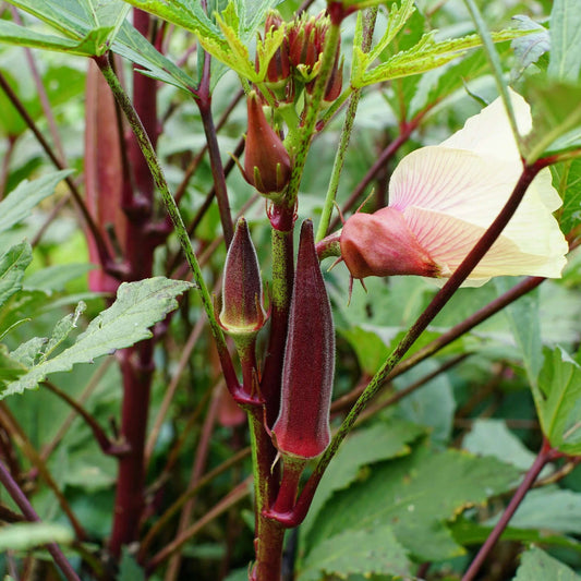 Red burgundy okra seeds - Vegetable Plant