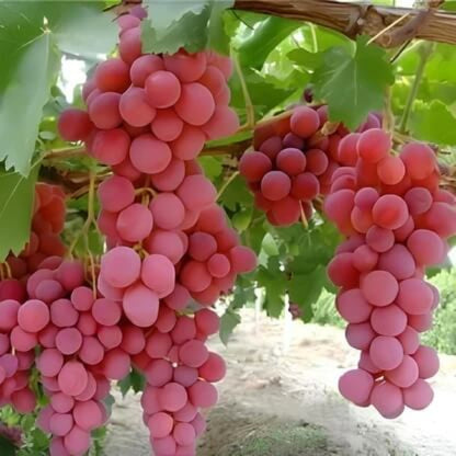 Red grape seeds - Fruit Plant