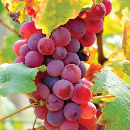 Red grape seeds - Fruit Plant
