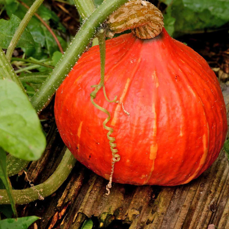 Red kuri squash seeds - Vegetable Plant