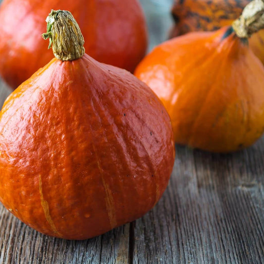 Red kuri squash seeds - Vegetable Plant