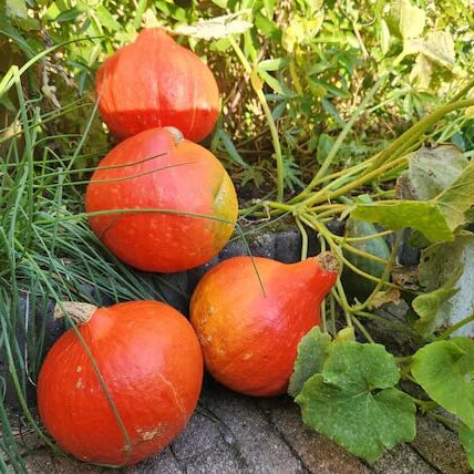 Red kuri squash seeds - Vegetable Plant