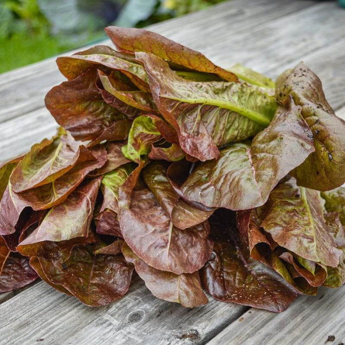Red romaine lettuce seeds - Vegetable Plant
