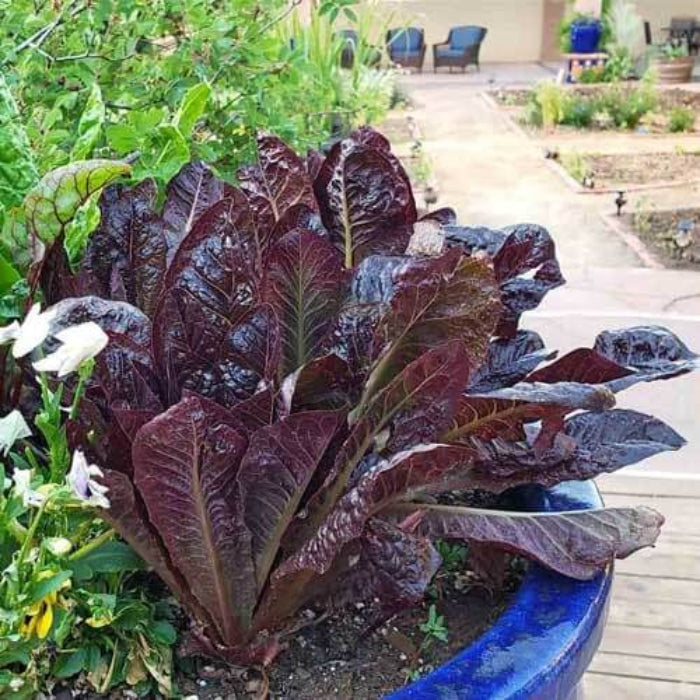 Red romaine lettuce seeds - Vegetable Plant