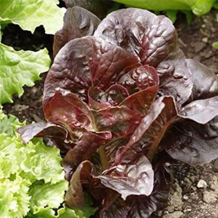 Red romaine lettuce seeds - Vegetable Plant