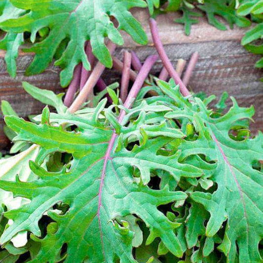 Red russian kale seeds - Vegetable Plant