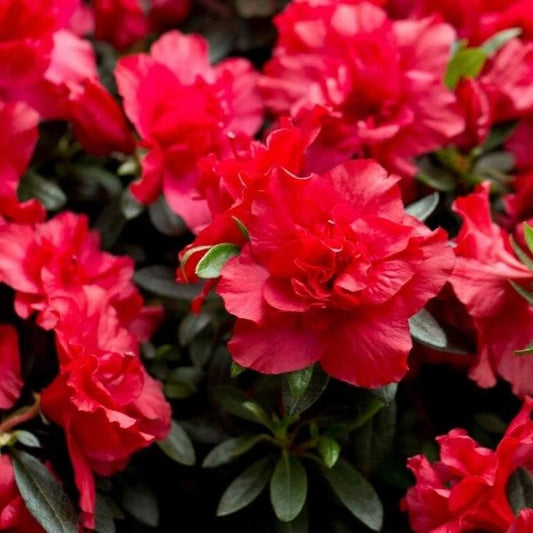 Red simsii Bonsai Azalea Seeds - Flower Plant