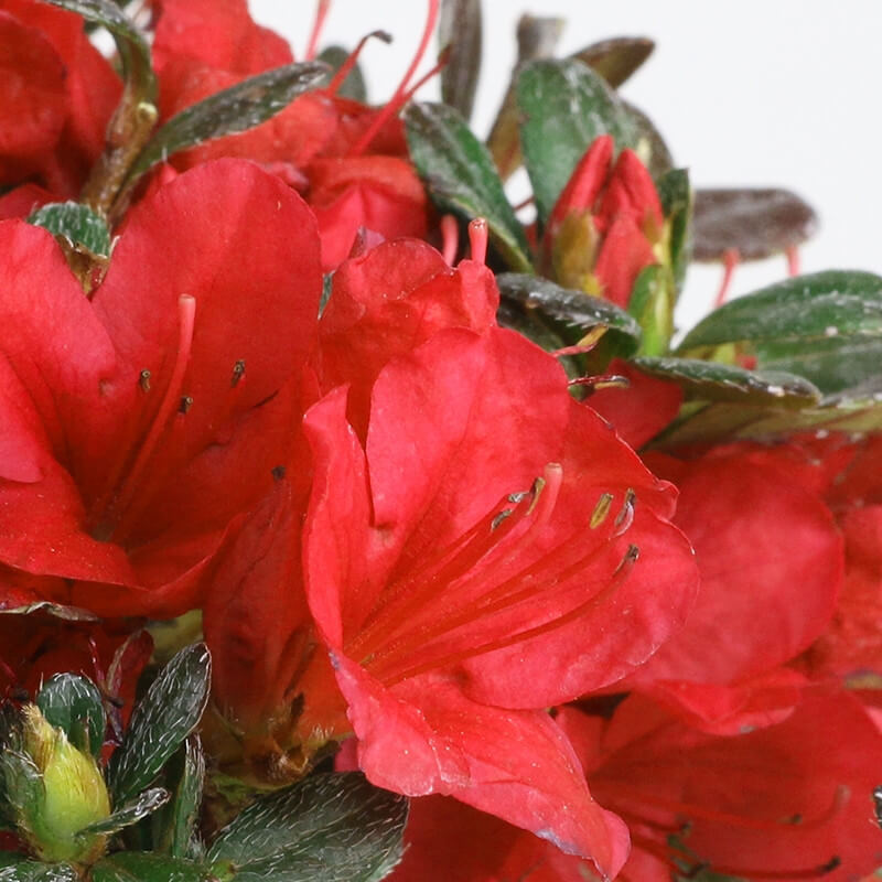 Red simsii Bonsai Azalea Seeds - Flower Plant
