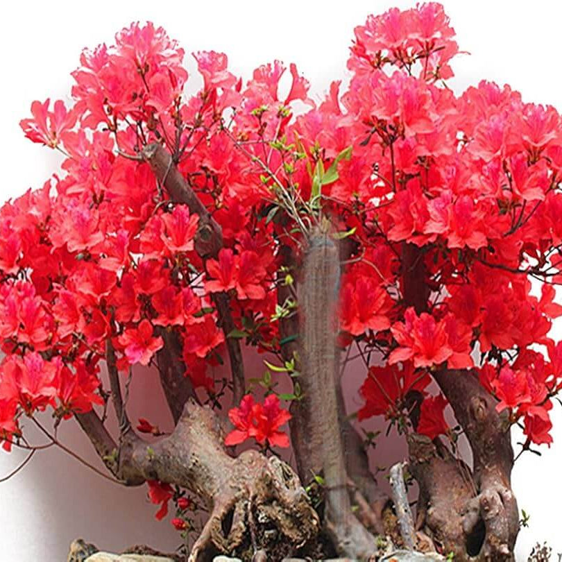 Red simsii Bonsai Azalea Seeds - Flower Plant