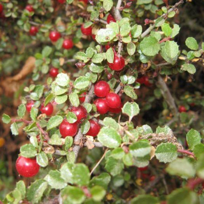 Redberry Seeds - Heirloom Fruit Plant for Home Gardens