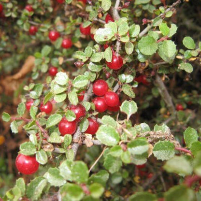 Redberry Seeds - Heirloom Fruit Plant for Home Gardens