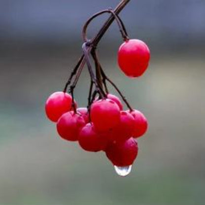 Redberry Seeds - Heirloom Fruit Plant for Home Gardens