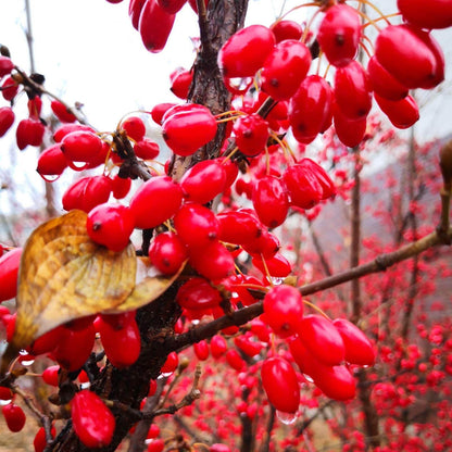 Redberry Seeds - Heirloom Fruit Plant for Home Gardens