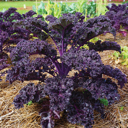 Redbor kale seeds - Vegetable Plant