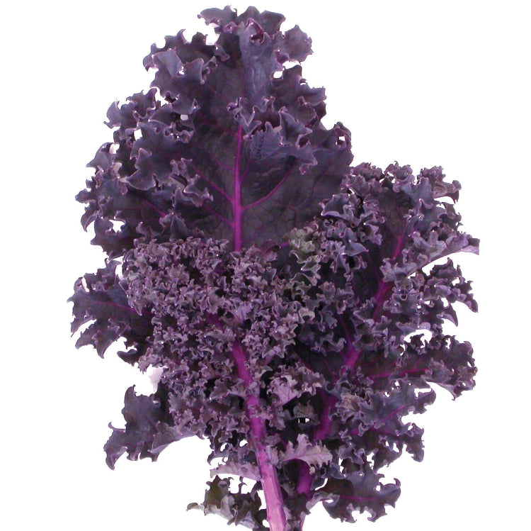 Redbor kale seeds - Vegetable Plant