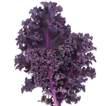 Redbor kale seeds - Vegetable Plant