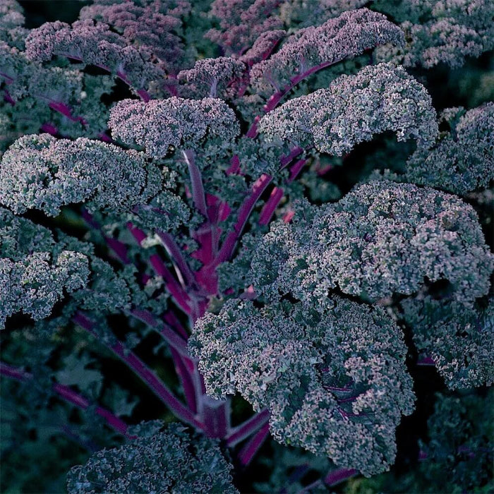 Redbor kale seeds - Vegetable Plant
