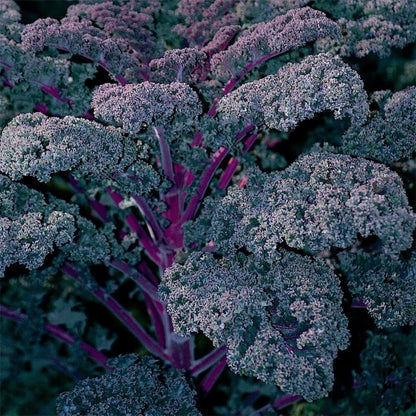 Redbor kale seeds - Vegetable Plant