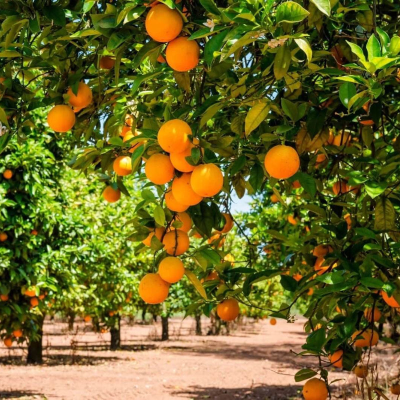 Reddish Orange Clementine Seeds - Fruit Plant for Home Gardens