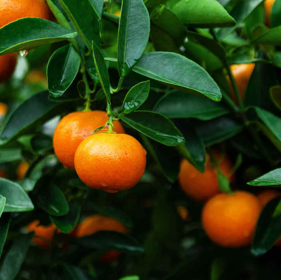 Reddish Orange Clementine Seeds - Fruit Plant for Home Gardens