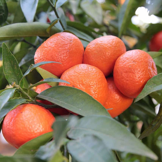 Reddish Orange Tangerine Seeds - Fruit Plant for Home Gardens