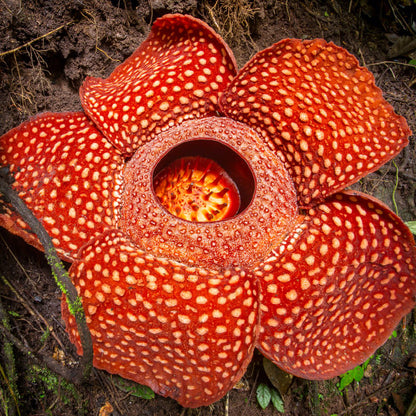 Rediculous Seeds - Heirloom Flower Plant for Home Gardens