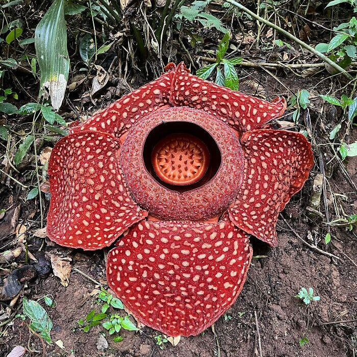 Rediculous Seeds - Heirloom Flower Plant for Home Gardens