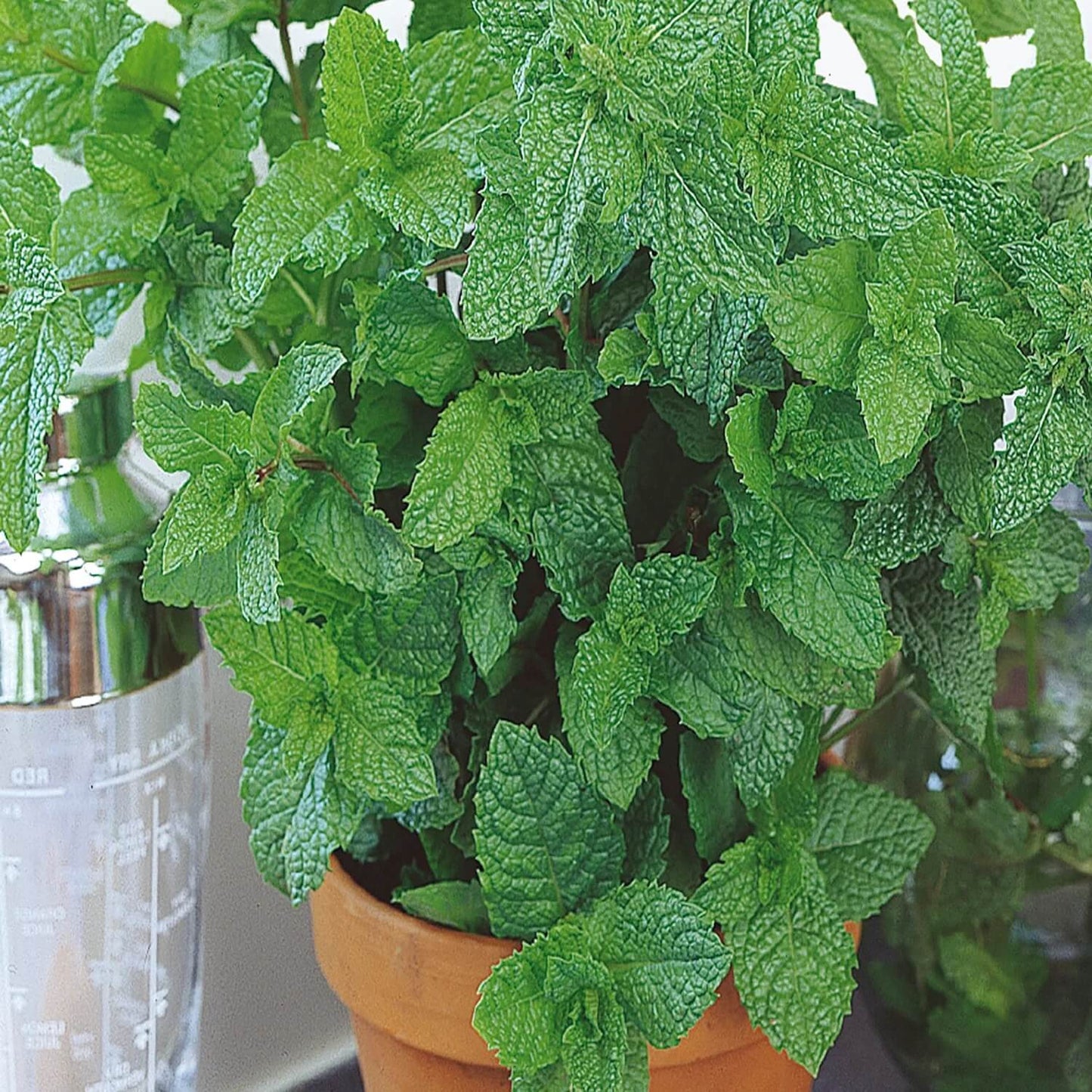 Refreshing Green Mint Seeds - Herbal Plant