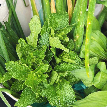 Refreshing Green Mint Seeds - Herbal Plant