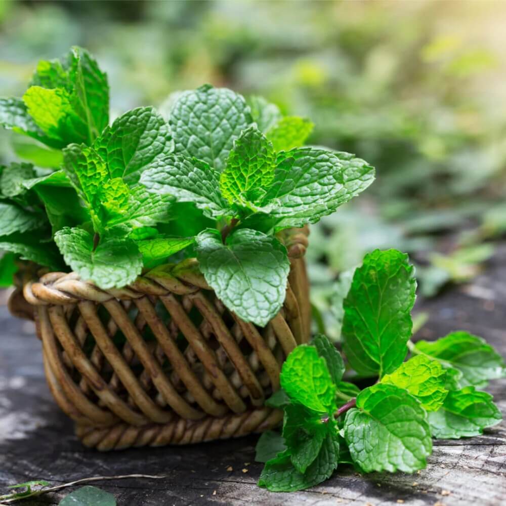 Refreshing Green Mint Seeds - Herbal Plant