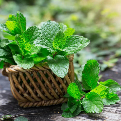 Refreshing Green Mint Seeds - Herbal Plant