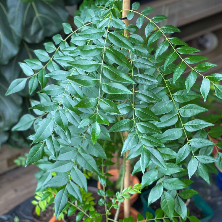 Regular Curry Leaf Seeds