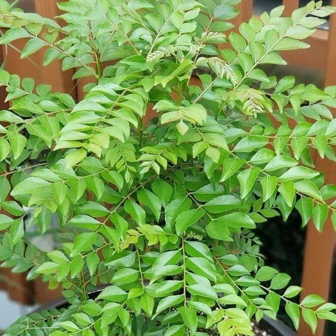 Regular Curry Leaf Seeds