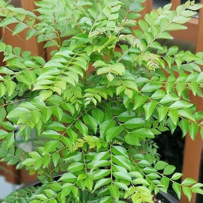 Regular Curry Leaf Seeds